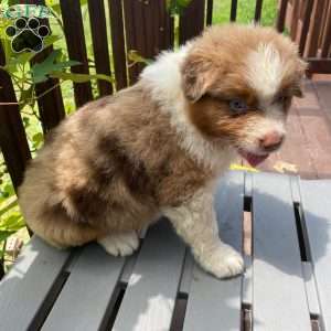 Misssy, Australian Shepherd Puppy